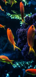 Colorful tropical fish swimming near coral reef in vibrant blue water.