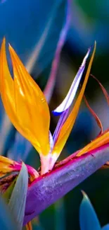 Vibrant bird-of-paradise flower with vivid colors for mobile wallpaper.