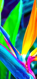 Bright and colorful tropical flower on mobile wallpaper.