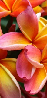 Colorful pink and yellow plumeria flowers in a tropical garden setting.