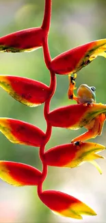 Colorful tree frog on exotic plant.