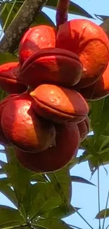 Closeup of vibrant red tropical fruit with green leaves.