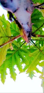 Bright green tropical leaves with a clear sky background.