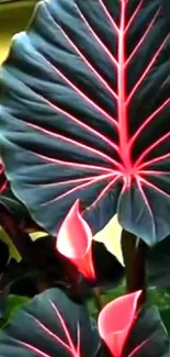 Vibrant tropical leaf wallpaper with striking colors and patterns.