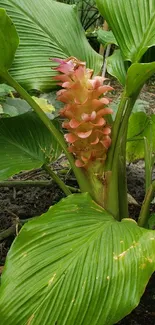 Vibrant tropical plant with lush green leaves.