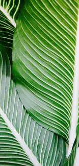 Vibrant tropical leaf wallpaper in lush green hues.