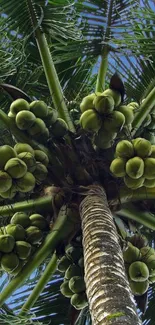 Looking up into a leafy coconut palm with clusters of green coconuts.