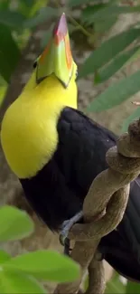 Tropical toucan perched on vine in lush green jungle.