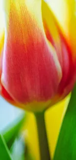 Close-up of a vibrant tulip bloom with colorful petals and lush greens.