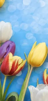 Colorful tulips with blue bokeh background on mobile wallpaper