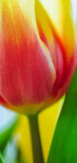 Close-up of a vibrant red and yellow tulip with green leaves.