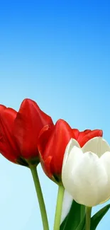 Red and white tulips on a blue gradient background, for mobile wallpaper.