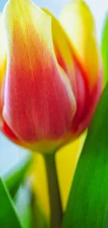 Close-up of a vibrant tulip with green leaves.