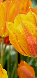 Vibrant orange and yellow tulip flower wallpaper with a soft glow.