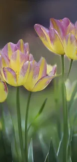 Vibrant yellow and purple tulips in bloom, set against a green backdrop.