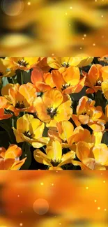 Vibrant orange and yellow tulips in full bloom.