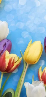 Colorful tulips with blue bokeh background on phone wallpaper.