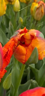 Close-up of vibrant red tulip blooms with green leaves in a garden setting.