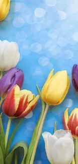 Colorful tulips with a blue bokeh background.