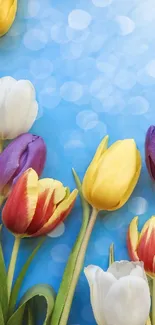 Vibrant tulips against a blue sky background with bokeh.