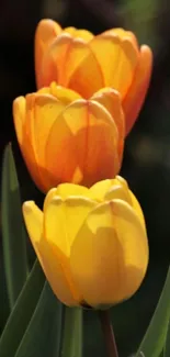 Vibrant orange and yellow tulips with green leaves in sunlight, perfect for your device.