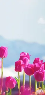 Pink tulips in front of mountains with a clear blue sky.