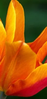 Vibrant orange tulip with lush green background.