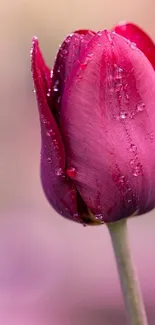 Pink tulip with dewdrops mobile wallpaper.