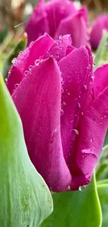 Close-up of a purple tulip with dew drops, surrounded by green leaves.