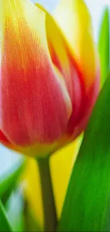 Vibrant tulip bloom with red, yellow, and green hues.