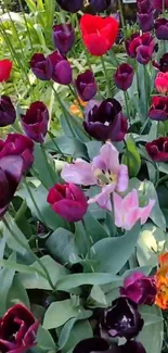 Vibrant purple and red tulips in a lush garden setting.