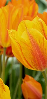 Close-up of vibrant orange tulips with striking red accents, perfect as a mobile wallpaper.