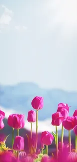 Vibrant pink tulips under a bright sky with distant mountains in the background.