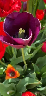 Vibrant purple tulip with red flowers in the background.