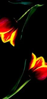 Vibrant tulip flowers against a black background.