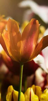 Beautiful blooming tulip in vibrant orange hues.