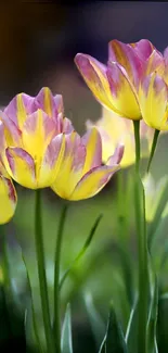 Yellow and purple tulip flowers in a vibrant nature wallpaper.