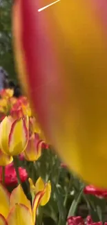 Bright yellow and red tulips in full bloom, capturing nature's beauty.