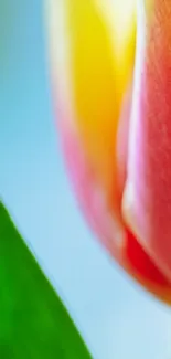 Close-up image of a vibrant tulip with pink and yellow petals.