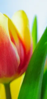 Vibrant tulip close-up with green leaves on mobile wallpaper.