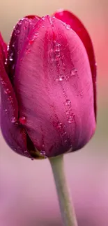 Close-up of a dewy pink tulip blossom.