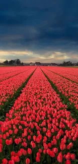 Vibrant pink tulip field under a dramatic blue sky, perfect for mobile wallpaper.