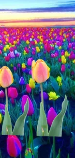 Vibrant tulip field at sunset with colorful flowers.