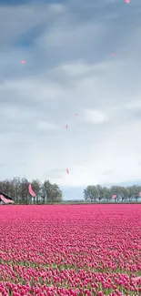 Vibrant tulip field under a blue sky, perfect for a nature-themed phone wallpaper.