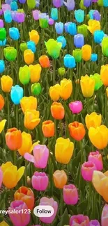 Colorful tulip field mobile wallpaper.