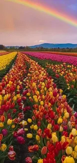 Rows of colorful tulips with a rainbow in the sky.