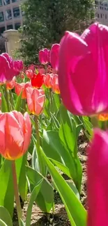 Close-up of pink tulips in a vibrant garden setting.