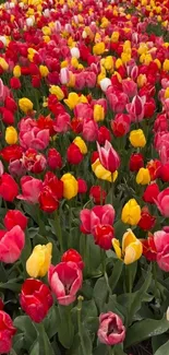 Vibrant field of red and yellow tulips in full bloom.