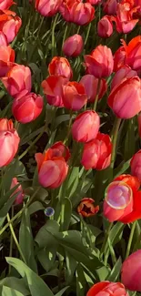 Vibrant field of red and pink tulips in bloom.