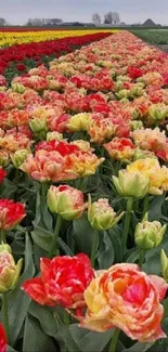 A vibrant field of colorful tulips in full bloom stretching into the distance.